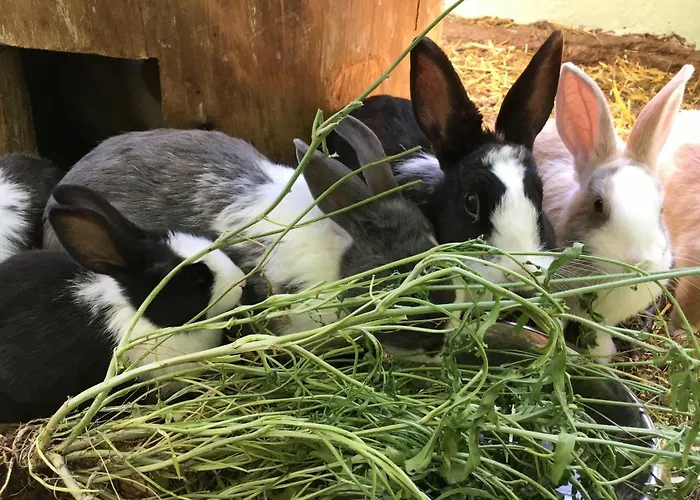 阿贝尔霍夫酒店